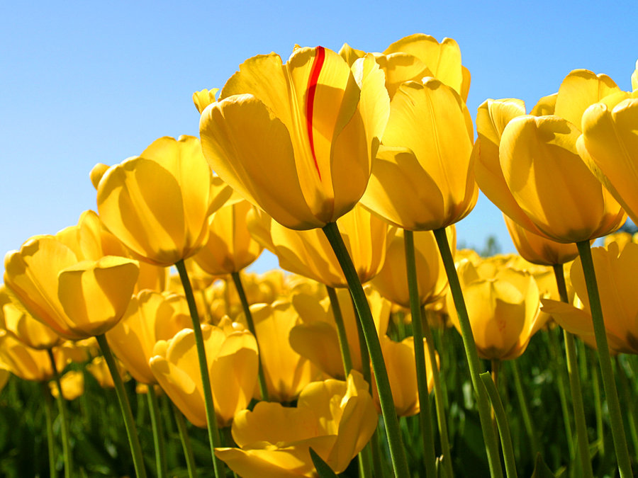 tulip field